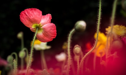Nöttingen Gartenfest 2018