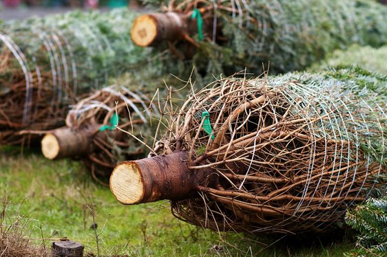 Christbaum Verkauf Weihnachtsbaum Tannenbaum